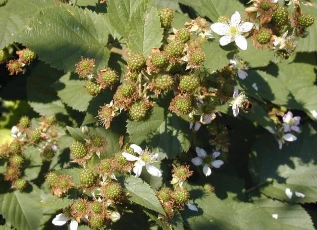 Продам саженцы бесшипной крупноплодной ежевики торнфри- фото № 4