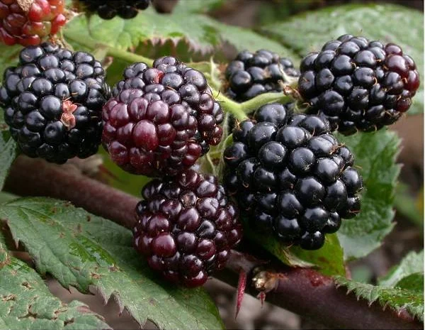 Продам саженцы бесшипной крупноплодной ежевики торнфри- фото № 5