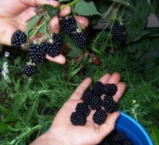 Продам саженцы бесшипной крупноплодной ежевики торнфри- фото № 7