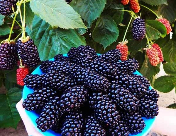 Ежевика саженцы сортовые крупная ягода- фото № 1