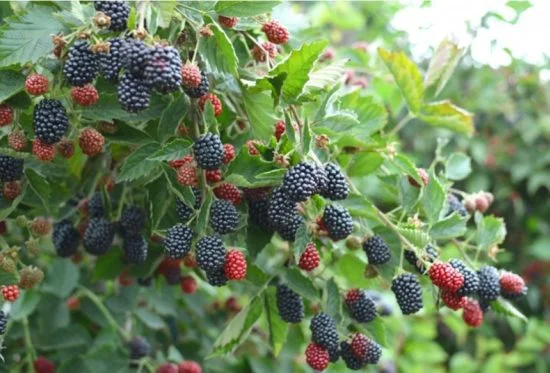 Ежевика саженцы сортовые крупная ягода- фото № 2