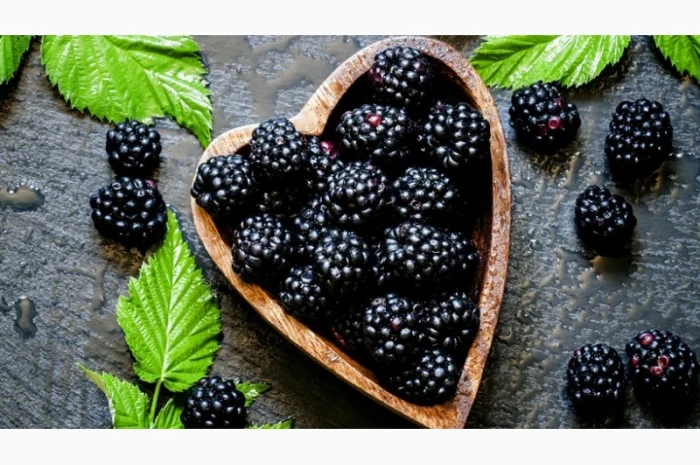 Ежевика саженцы сортовые крупная ягода- фото № 4