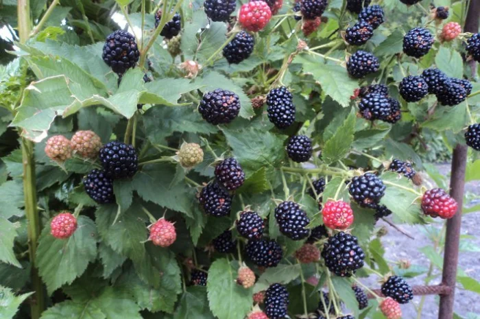 Ежевика саженцы сортовые крупная ягода- фото № 5