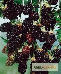 Ожина саджанці- фото № 2