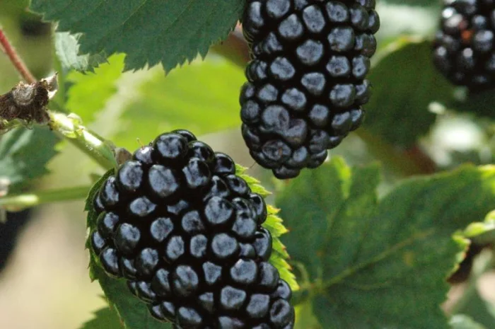 Саженцы ежевики Арапахо 2-х летний- фото № 1