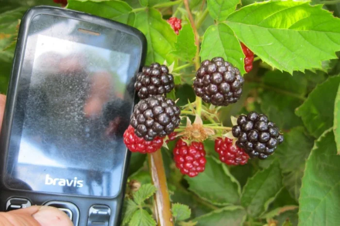 Продам саженцы ежевики- фото № 1