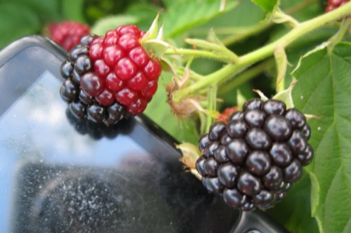 Продам саженцы ежевики- фото № 2