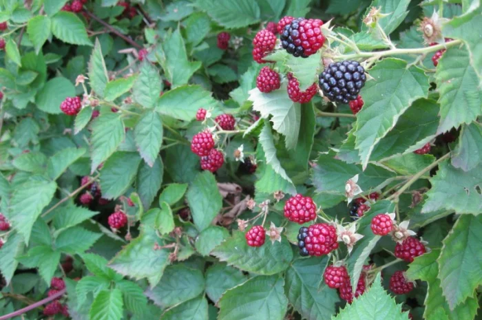 Продам саженцы ежевики- фото № 3