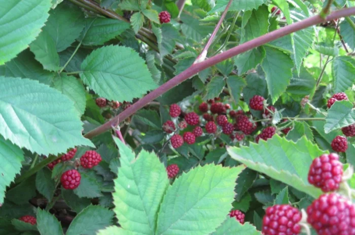 Продам саженцы ежевики- фото № 4