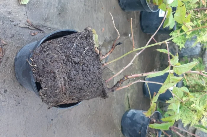 Саженцы ежевики- фото № 1