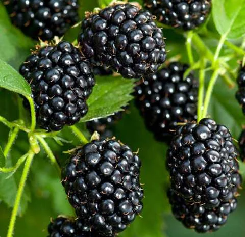 Ожина Блек Джем- фото № 1