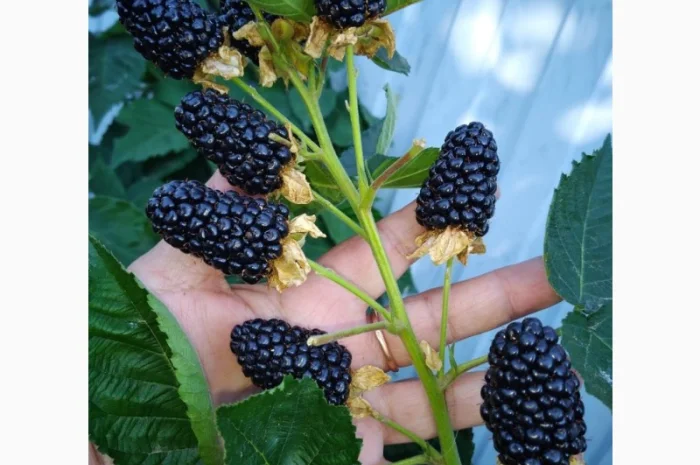 Ожина Блек Джем- фото № 2