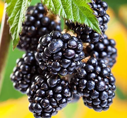 Продам ожину Лохтей- фото № 1