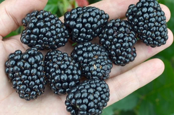 Продам ожину Лохтей- фото № 2