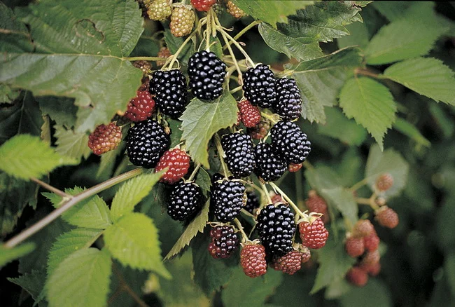 Продам ожину Потрійна Корона- фото № 1