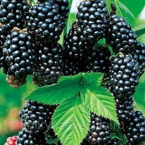 Ожина Коламбія Санрайз- фото № 1