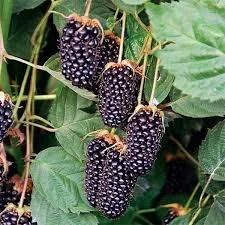 Ожина Коламбія Санрайз- фото № 2