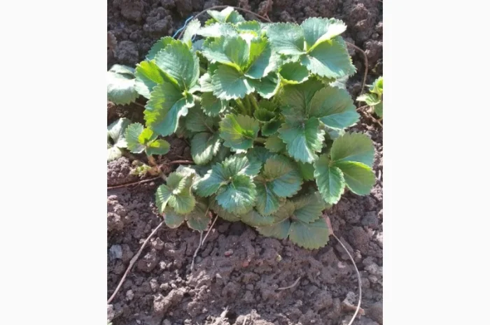 Земклуника- Купчиха, Пенелопа, Бояриня. Безусые сорта земляники садовой крупноплодной- фото № 1