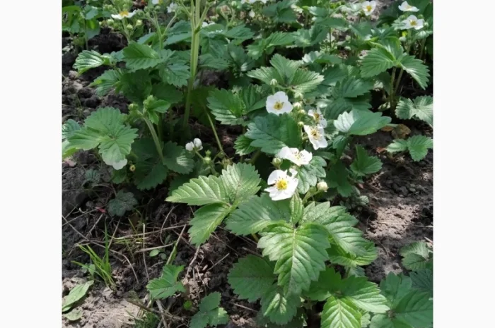 Земклуника- Купчиха, Пенелопа, Бояриня. Безусые сорта земляники садовой крупноплодной- фото № 2