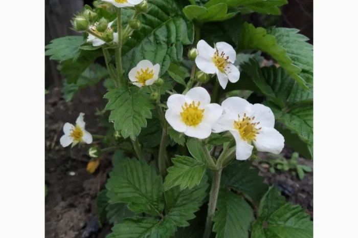 Земклуника- Купчиха, Пенелопа, Бояриня. Безусые сорта земляники садовой крупноплодной- фото № 3