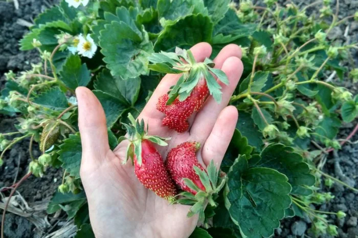 Саженцы земляники Купчиха и других сортов- фото № 4