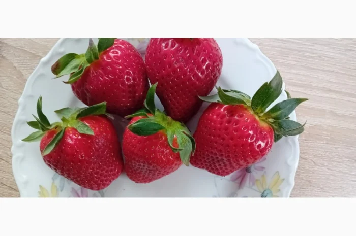 Саженцы клубники Гигантелла на продажу- фото № 1