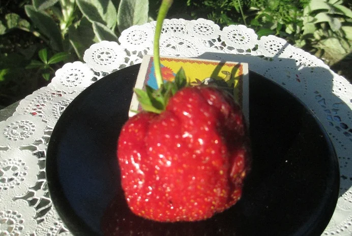 Пропонуються саженці крупноплідної клубніки- фото № 2