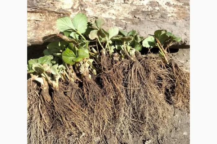 Продаются саженцы ранней клубники Румба- фото № 2