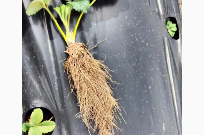 Продаются саженцы ранней клубники Румба- фото № 3