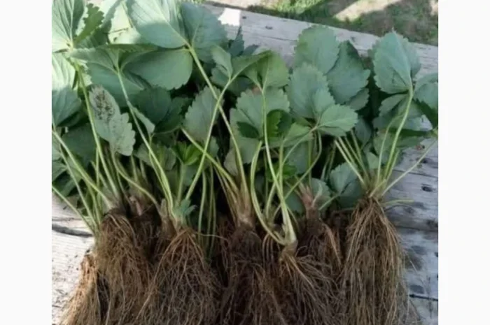 Продаются саженцы ранней клубники Румба- фото № 5