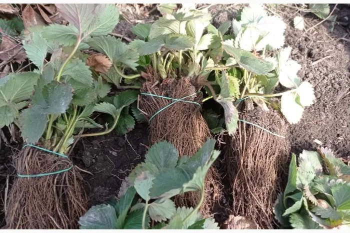 Продаются саженцы ранней клубники Румба- фото № 6