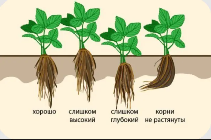 Клубника рассада свежекопаная. Рассада клубники - большой выбор сортов- фото № 8