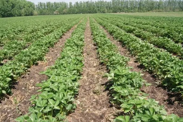 Клубника рассада свежекопаная. Рассада клубники - большой выбор сортов- фото № 9