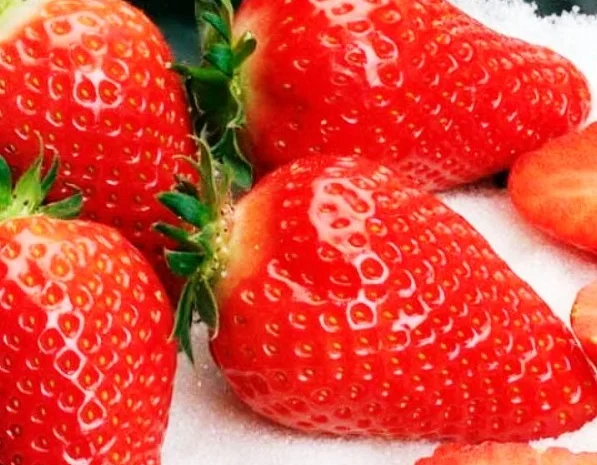 Саженцы клубники сорта Альба - высокоурожайные и вкусные- фото № 1