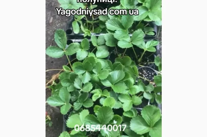Продам саджанці полуниці 75 сортів, (ЗКС) в горщиках 200 мл- фото № 1