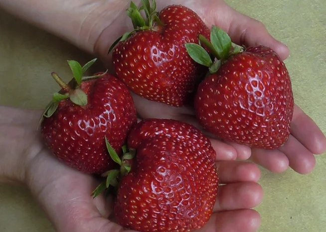 Продам саджанці полуниці 75 сортів, (ЗКС) в горщиках 200 мл- фото № 9