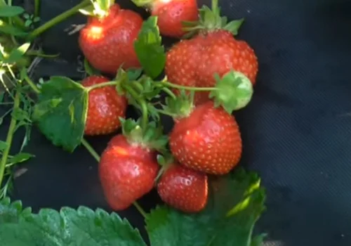 Продам саджанці полуниці 75 сортів, (ЗКС) в горщиках 200 мл- фото № 10