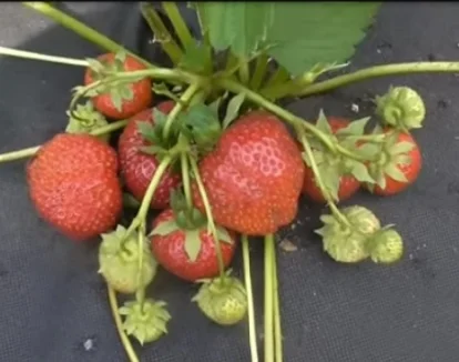 Продам саджанці полуниці 75 сортів, (ЗКС) в горщиках 200 мл- фото № 11