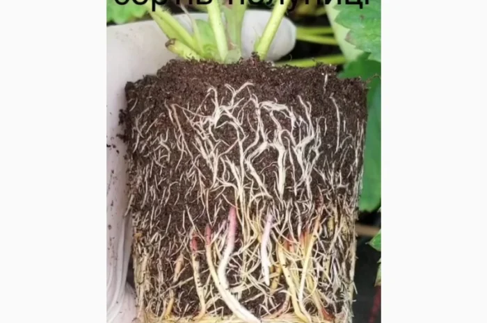 Продам саджанці полуниці 75 сортів, (ЗКС) в горщиках 200 мл- фото № 3