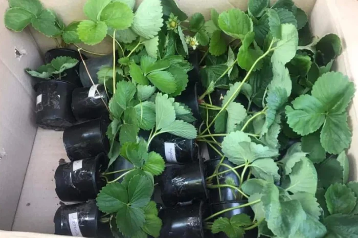 Продам саджанці полуниці 75 сортів, (ЗКС) в горщиках 200 мл- фото № 4