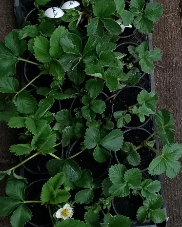 Продам саджанці полуниці 75 сортів, (ЗКС) в горщиках 200 мл- фото № 5