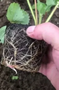 Продам саджанці полуниці 75 сортів, (ЗКС) в горщиках 200 мл- фото № 6