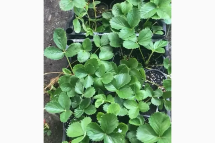 Продаются саженцы клубники 75 сортов- фото № 7