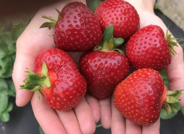 Продам саджанці полуниці 75 сортів, (ЗКС) в горщиках 200 мл- фото № 7