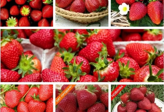 Качественные саженцы клубники на весну 2026 года- фото № 5