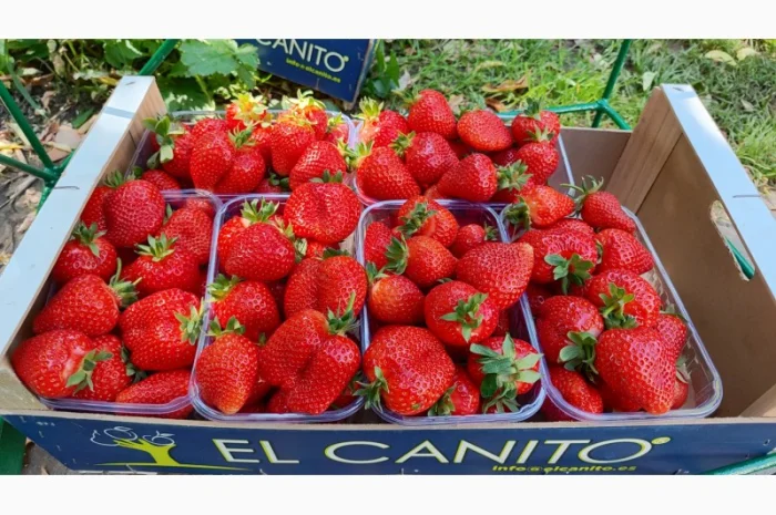 Саджанці елітних сортів полуниці (Нідерланди)- фото № 1