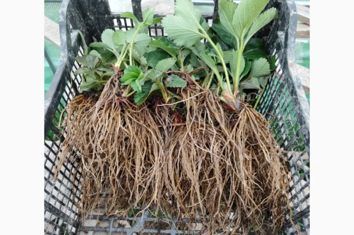 Саджанці елітних сортів полуниці (Нідерланди)- фото № 2