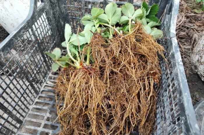 Саджанці елітних сортів полуниці (Нідерланди)- фото № 3