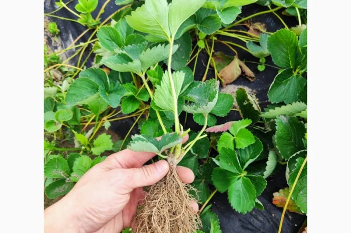 Саджанці елітних сортів полуниці (Нідерланди)- фото № 4