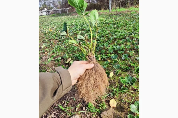 Элитные сорта саженцев клубники из Нидерландов- фото № 1